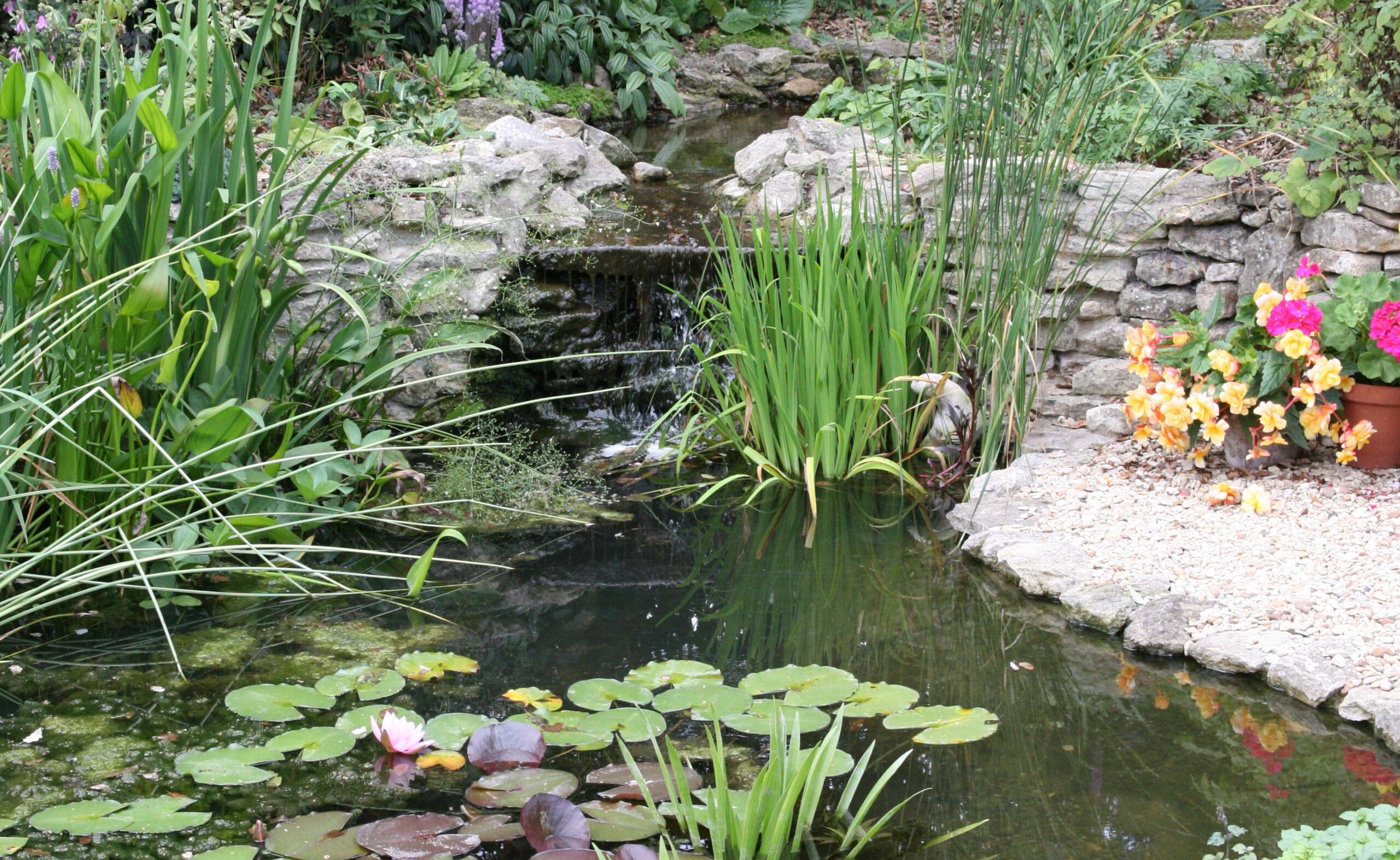 pond IMG_1418 sm